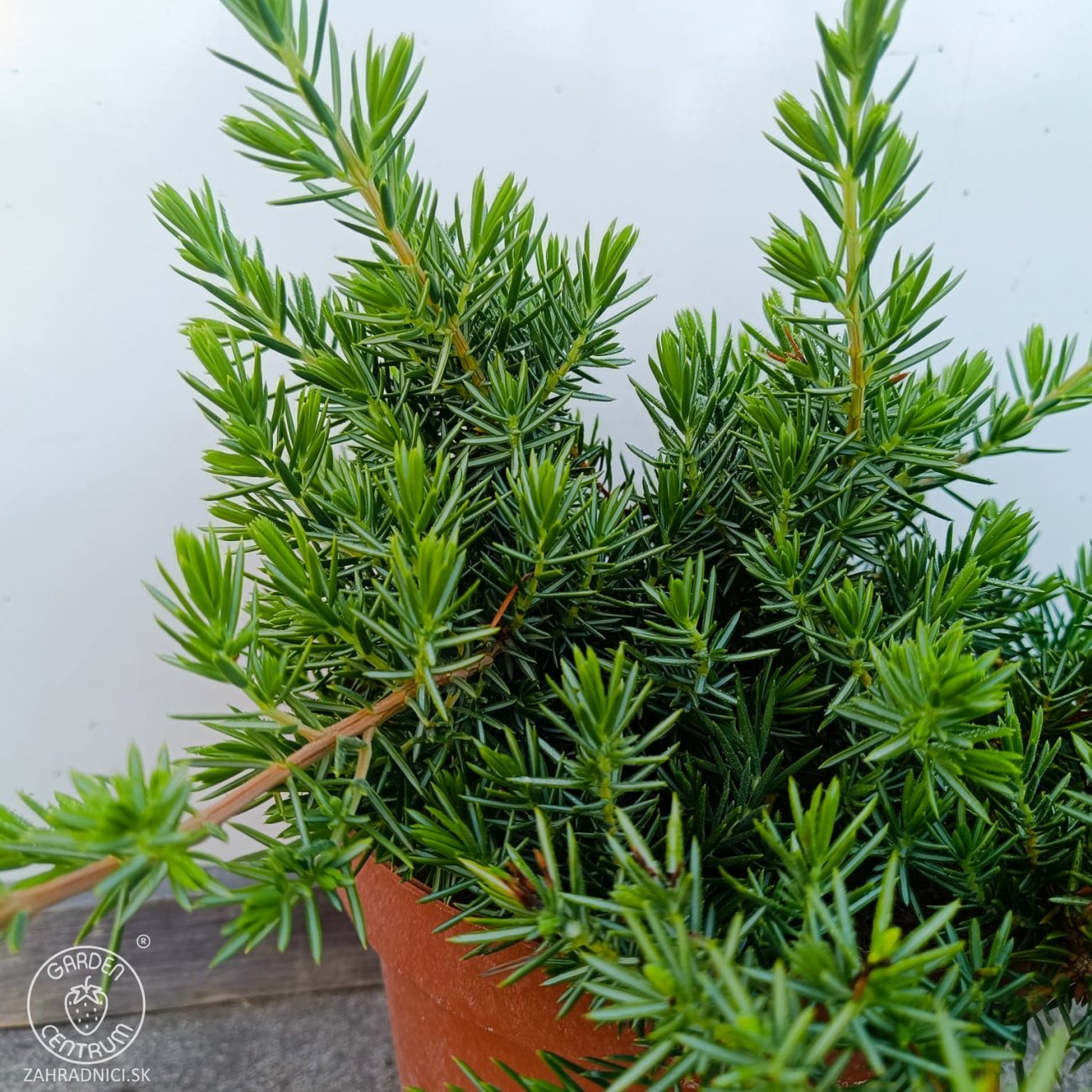 Obrázok Borievka pobrežná (Juniperus conferta) ´BLUE PACIFIC´ – výška 20-30 cm, kont. C3L